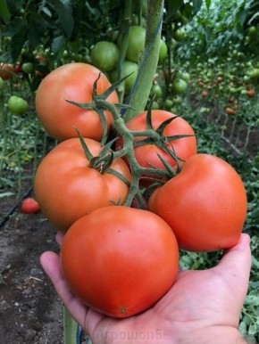 ������: ������� ��������� ����������� � ���������� ��� ��������