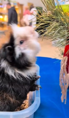 ������, ���� � ������: ��� ������ ������� ���������� ��������