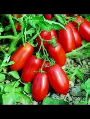 ������ ������: ������ ������ ������������ ����� � �������� ����� ������