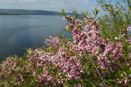 ������ ��������� ������� ������� 1000 �������� ������ �������� ������� � ���������� ����