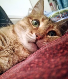 �������� ���� ���������