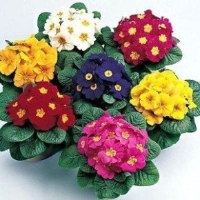 �������: ������� ����������� � ������� �� ����� � ����� ����