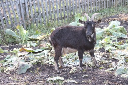 ��� ����������� � ��������� ������: ������� � ���������� �������