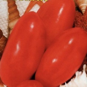 Томат Коралл: идеальный выбор для консервации и салатов