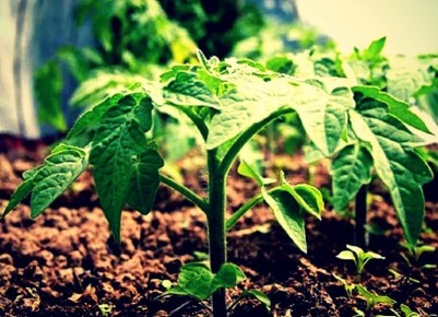 ������� �������� �������: ��� ���������� ����, ������� ����� ��� ������