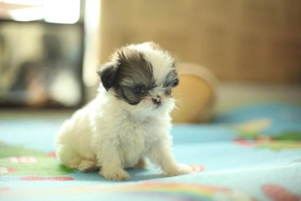 Послушные домашние любимцы: Топ-10 самых дружелюбных пород собак