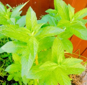 ��������� ������� ������: ����� ��� ������� ������ ���������