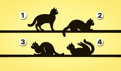 выясните свое призвание: простой тест раскроет секреты вашей жизни