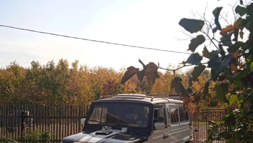 � ������ ������� ���� ������� 1988 ���� � ������������� �� ������ ���������