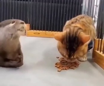 � �� �����, ��� ����� � ������������ ������������� (�����, �������, ��������), ������� �������� ������� �������� ������������ ���� ����� ��� ������� ���������