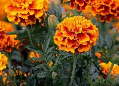 �������� ��������� ������� ����: ������� ������� �������� �������� �� ����������