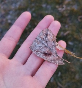 Кожа защищает нас, а как нам защитить её?