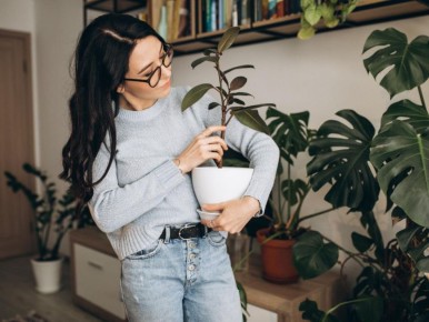 Растение, которое не прощает ошибок: тихая правда о крассуле плауновидной