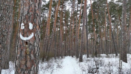 Соскучились по свежему снежку? Сильный ветер несёт в регион метели