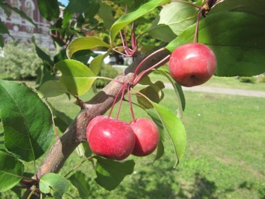 ������ ��������, ������ �����: ���� ������ �������� ������ ����