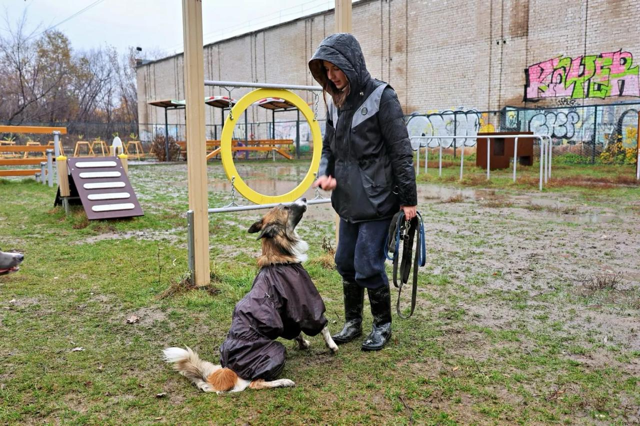 Площадка для выгула собак появится в Куйбышевском районе Самары в 2026 году