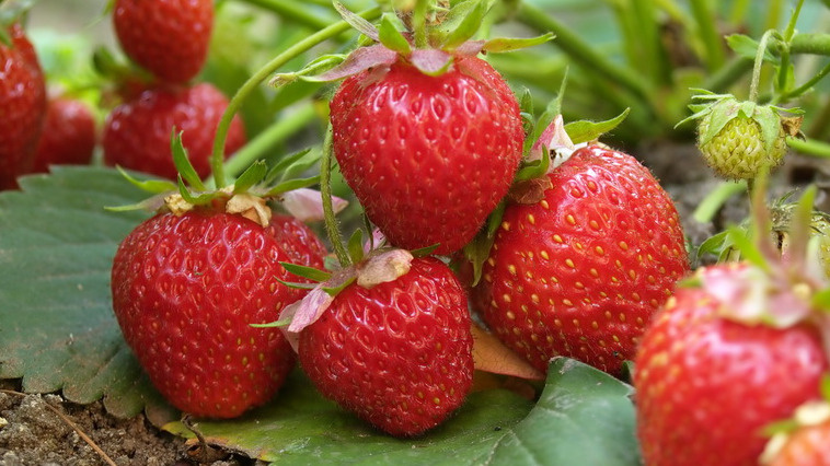 Секрет эффективной осенней подкормки клубники всего за 27 рублей