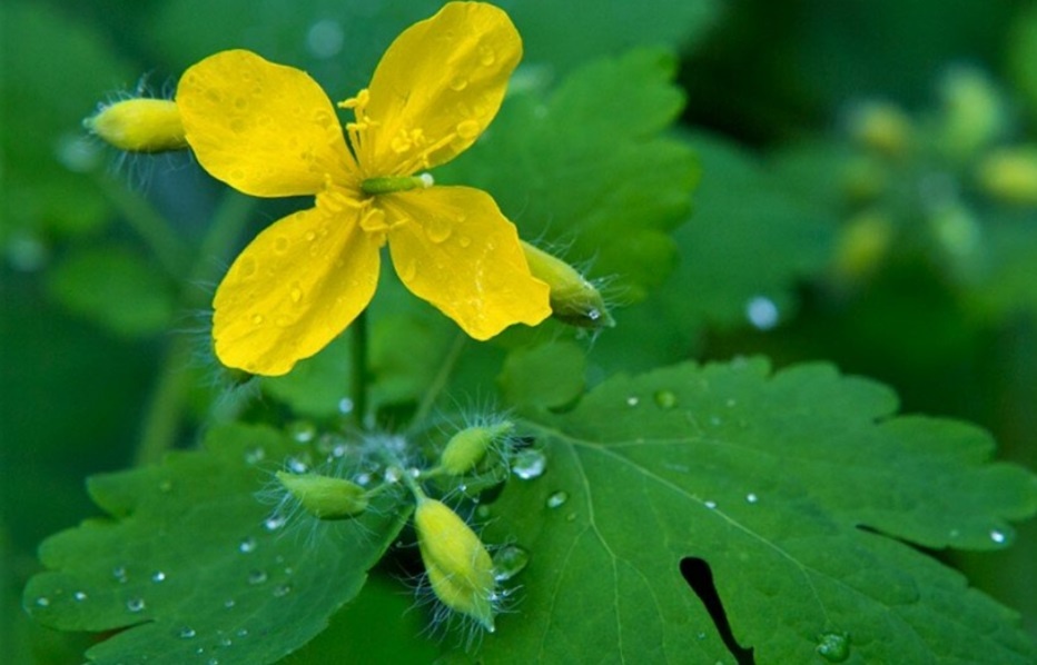 Чистотел: скрытый потенциал сорняка и его удивительные свойства для растений