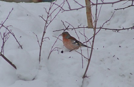 Красочного зяблика заметили в Самарской области