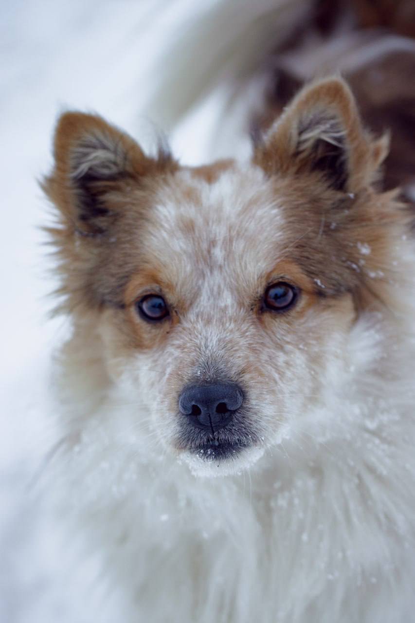 Зимние зарисовки Борского района в объективе Кому на Волге Зимние зарисовки Борского района в объективе Кому на Волге