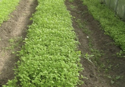 Сидераты: как обогатить бедную почву без удобрений