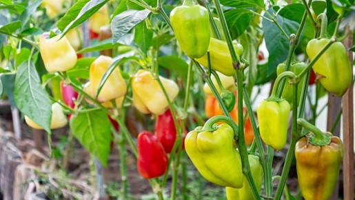 ����� �������� �������� � ����������: ���������� ���� ������� ��� ������