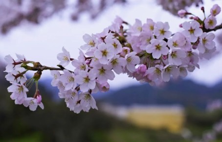 Как спасти вишню от усыхания: полезные советы для садоводов