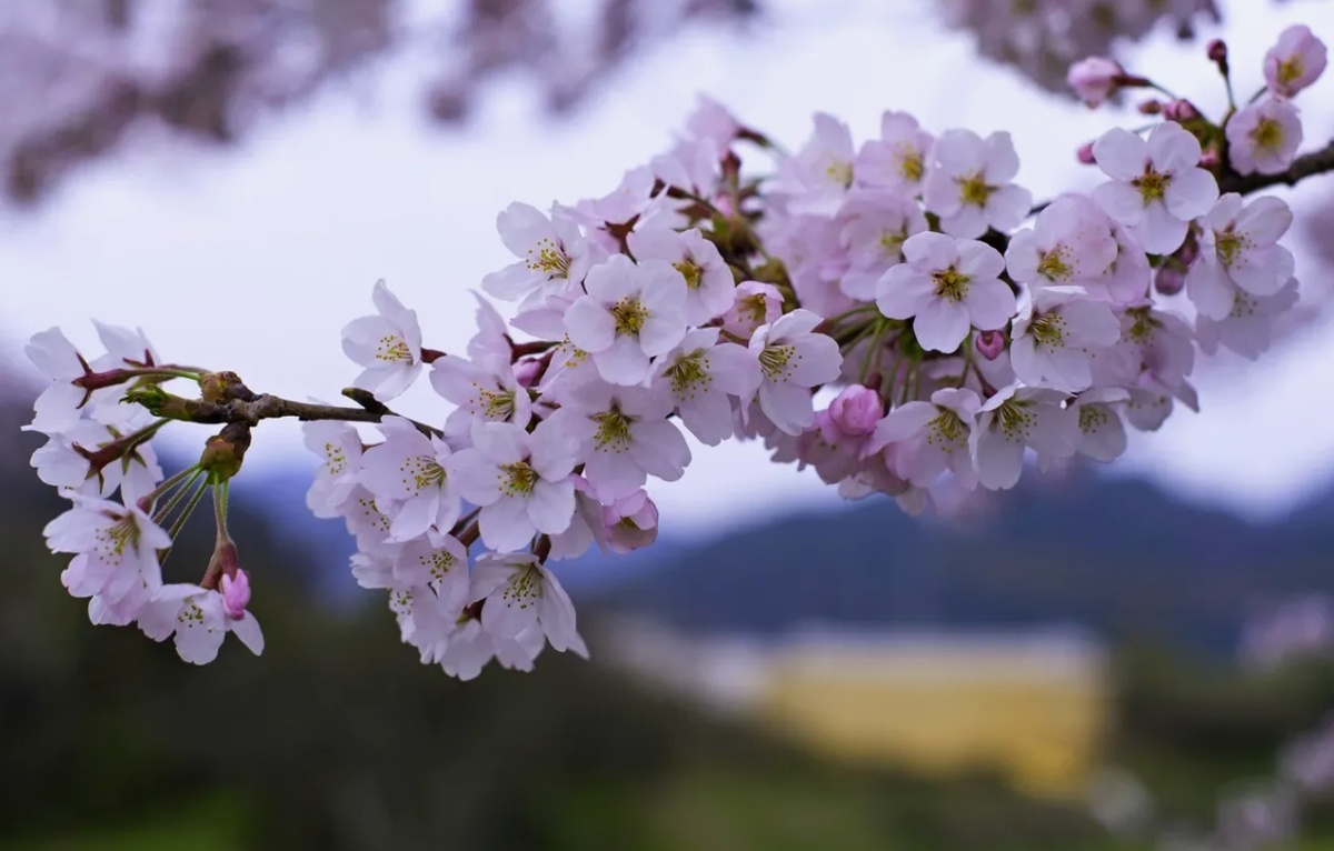 Как спасти вишню от усыхания: полезные советы для садоводов