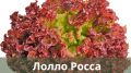 Как вырастить витамины на своем участке: идеальные сорта салатов и редиса