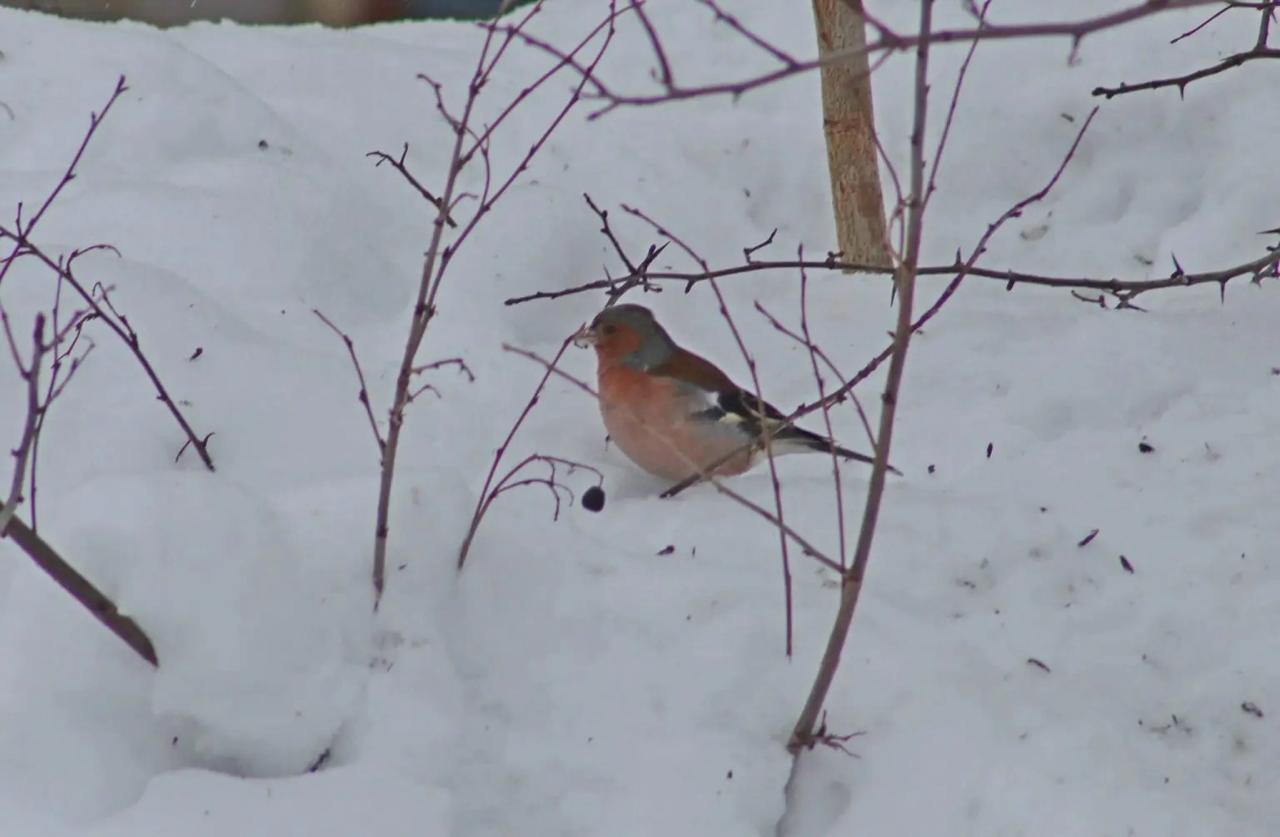 Первого в этом году зяблика заметили в нацпарке «Самарская Лука»