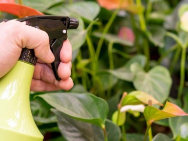 ����������� ������ ������� ������� �������� ��� �� ��������