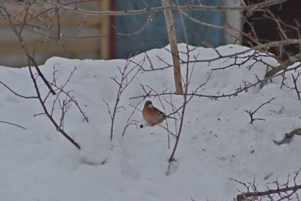 ������ ������� ������ ����� ����� � ��������� ����