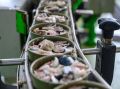 Роскачество находит несоответствия в качестве консервированных сардин