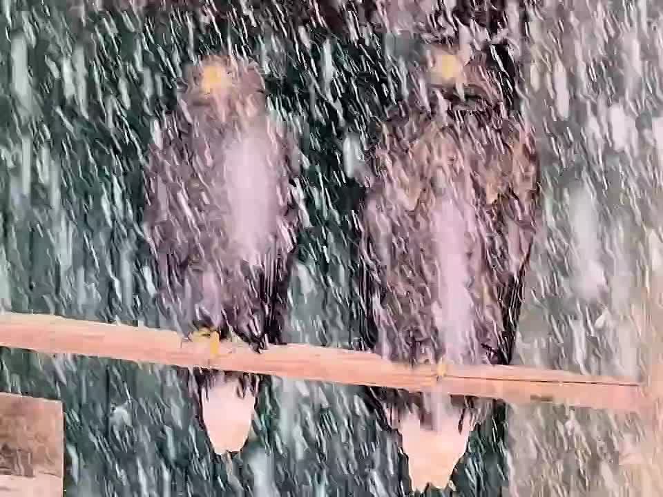 � ��� �������� �������:. - ������ �������?