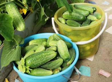 ������� �����������: ��� ��� ������ �������� 20 �� ������� � ��������