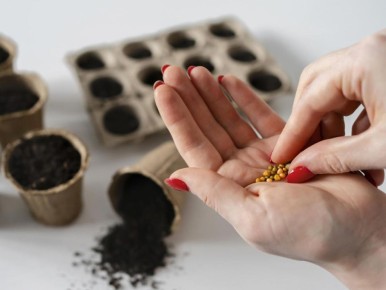 Как защититься от подделок семян: советы для дачников в 2026 году