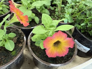 ��� ��������� ������� ����� ������� ��� ��������� �����������