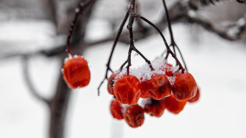 ������ ������ ����!. 6 ������� ���������� ������� -10...-15 �C. ������������ ������������ ������, ��� �������, ������� �������� ����� ���-��������, �����, 4...9 �/�. ���� ������ MAX l�� l�� l����