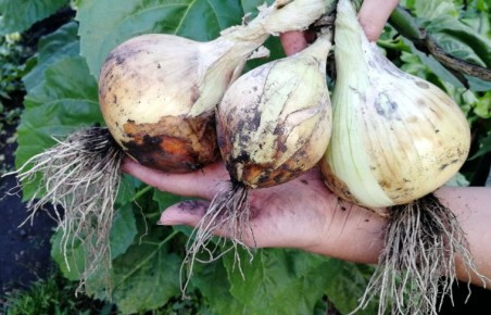 ����� ���������� ��� ��������� �� �������: ������ ��� ������ ��������