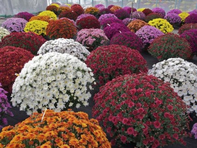 ������� ������ �������� ���������: ��� ��������� ��������