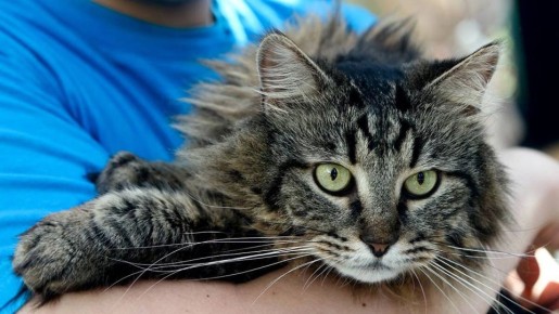 ����� ���������� �� �������� �� ��������� ���������: ��� ��� ����������?