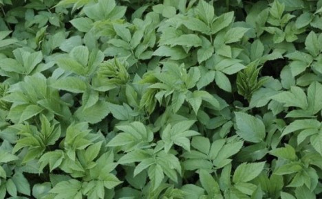 ����������� ������� ������ �� ������ �� �������