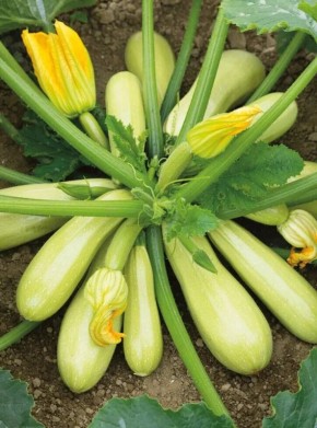 ����� ������ �� ������: ��� ��������� ������� ����� ����� ��������