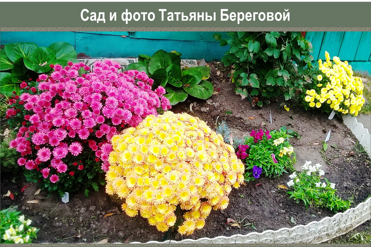 Секреты ухода за хризантемами: советы опытного садовода