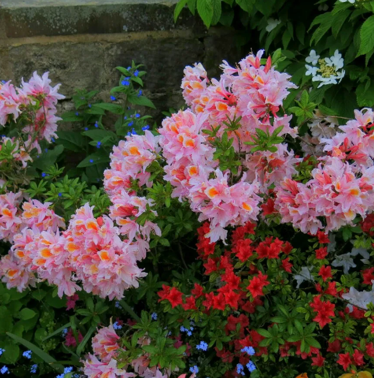 Почему стоит отказаться от некоторых популярных цветов в вашем саду