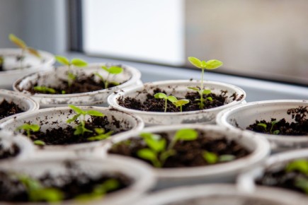 ���� ������ ��� ����: ������ ������ ����� �����, ���� ������ ������� ������