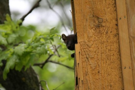 �������� �������� ������������ ��������� �������������� �������� ������