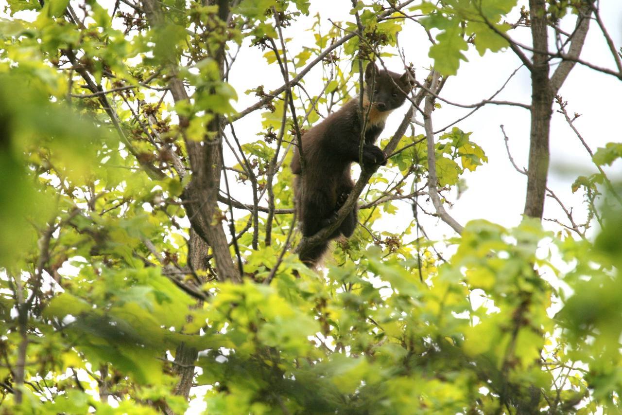 Иногда в искусственных гнездовьях вместо хищных птиц селятся неожиданные гости… Иногда в искусственных гнездовьях вместо хищных птиц селятся неожиданные гости…