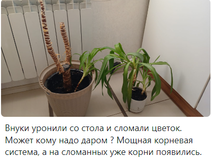 Неожиданные приключения с новой юккой: от неожиданностей до уроков