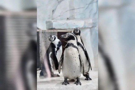 ��� ������ ������ ��������� ���������� �����������